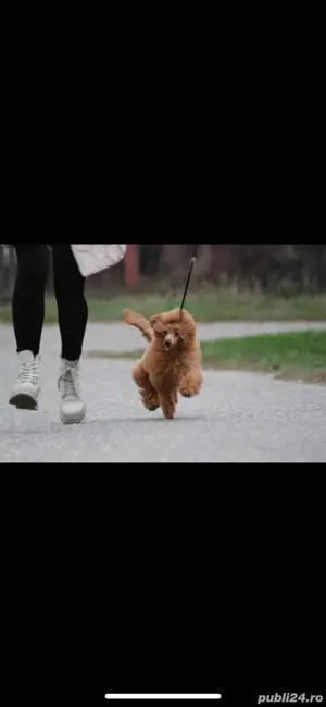 Fetita si baietel maltipoo  - imagine 4