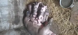 purcei duroc cu pietrean