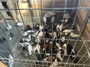 Vind porumbei mai multe rase - imagine 3