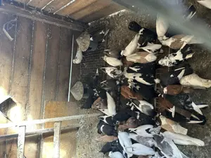 Vind porumbei mai multe rase - imagine 2