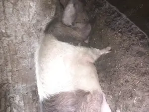 Porc de vanzare  - imagine 5