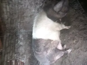 Porc de vanzare  - imagine 2