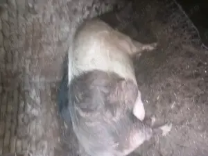 Porc de vanzare  - imagine 4