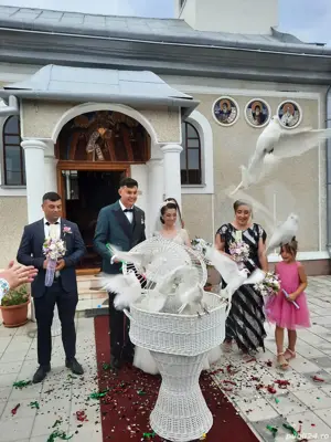 porumbei albi pentru nunti  - imagine 4
