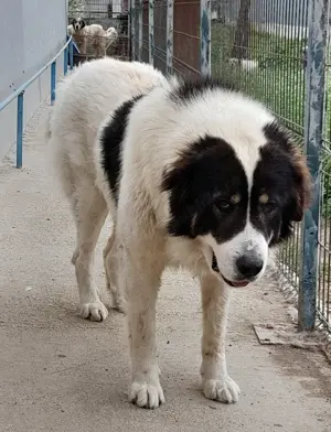 Mascul de Bucovina! Bucuresti.