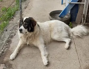 Mascul de Bucovina! Bucuresti. - imagine 2