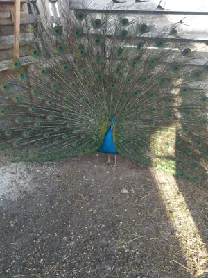 Familie pauni maturi - imagine 2