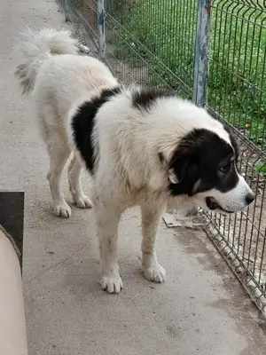 Mascul de Bucovina! Bucuresti. - imagine 4