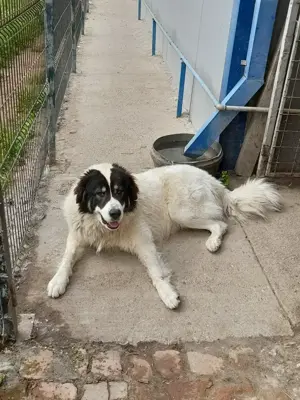 Mascul de Bucovina! Bucuresti. - imagine 3