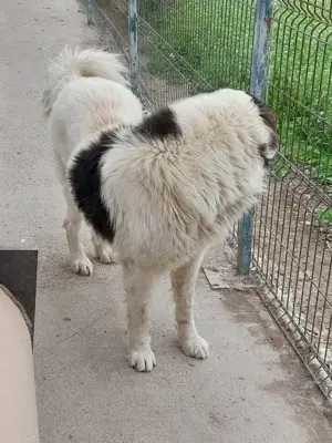 Mascul de Bucovina! Bucuresti. - imagine 5