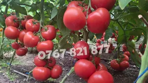 Vand Rasad | Rasaduri Rosii Rila Kalina Prekos Buzau Inima bou Cherry