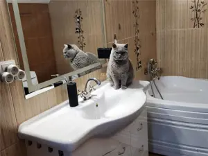 Casa Zona Campus Universitate - Cartier Privat! Suceava! 0727817187 - imagine 7 Casa Zona Campus Universitate - Cartier Privat! Suceava! 0727817187 - imagine 7