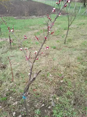 Teren intravilan de vanzare in Calarasi langa Turda!