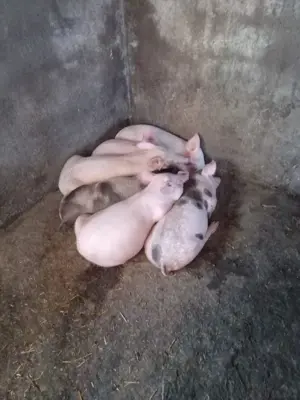 Purcei de 9 săptămâni  - imagine 3 Purcei de 9 săptămâni  - imagine 3