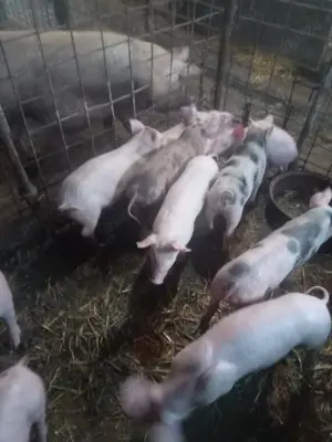 Purcei de 9 săptămâni  - imagine 2 Purcei de 9 săptămâni  - imagine 2