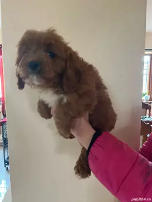 cavapooo - imagine 2 cavapooo - imagine 2