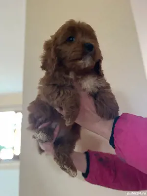 cavapooo - imagine 3 cavapooo - imagine 3