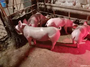 Super Ofertă Pureci petrean belgian de vînzare .