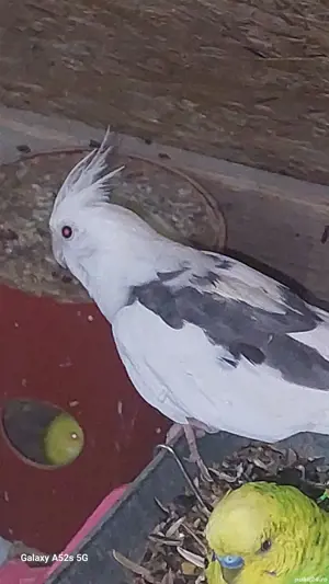 Perusi.nimfe.papagali rossela. papagali barraband. Micul Alexandru. 