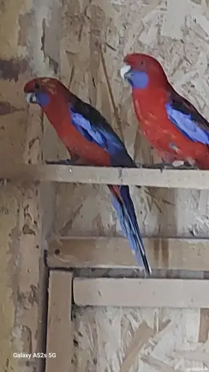 Perusi.nimfe.papagali rossela. papagali barraband. Micul Alexandru.  - imagine 5