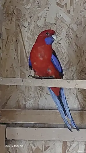 Perusi.nimfe.papagali rossela. papagali barraband. Micul Alexandru.  - imagine 4