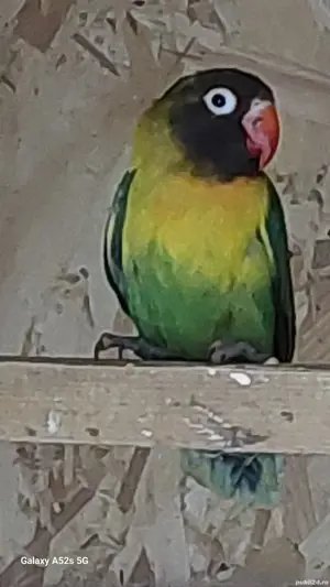 Perusi.nimfe.papagali rossela. papagali barraband. Micul Alexandru.  - imagine 2