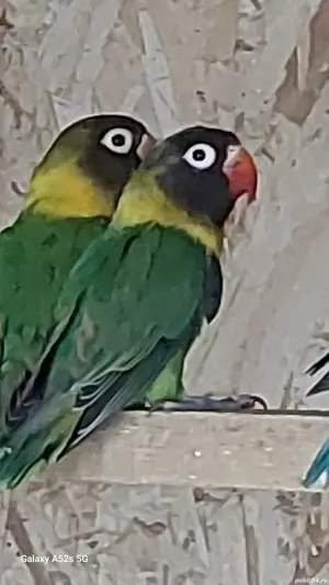 Perusi.nimfe.papagali rossela. papagali barraband. Micul Alexandru.  - imagine 3