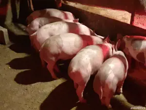 Super Ofertă Pureci petrean belgian de vînzare . - imagine 4