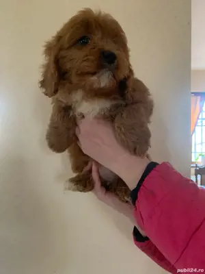 cavapoo - imagine 2