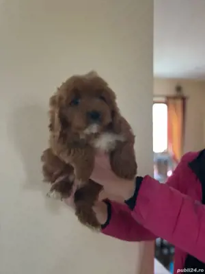 cavapoo - imagine 3