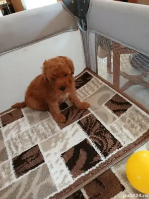 pudel toy - imagine 2