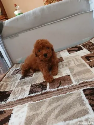 pudel toy - imagine 3