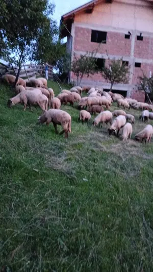 Oi tigaie de ținut  - imagine 2 Oi tigaie de ținut  - imagine 2