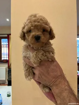 Maltipoo fetițe si baieti - imagine 2