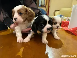 Cavalier king Charles spaniel 