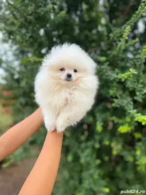 Pomeranian