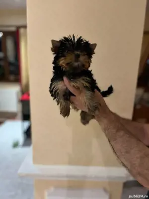 Yorkshire terrier  - imagine 2