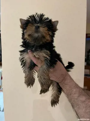 Yorkshire terrier 