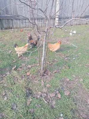 Pereche gaini pitice Barboasa de anvers