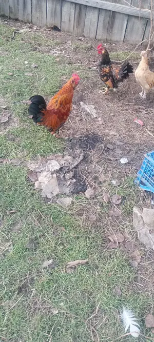 Pereche gaini pitice Barboasa de anvers - imagine 2 Pereche gaini pitice Barboasa de anvers - imagine 2