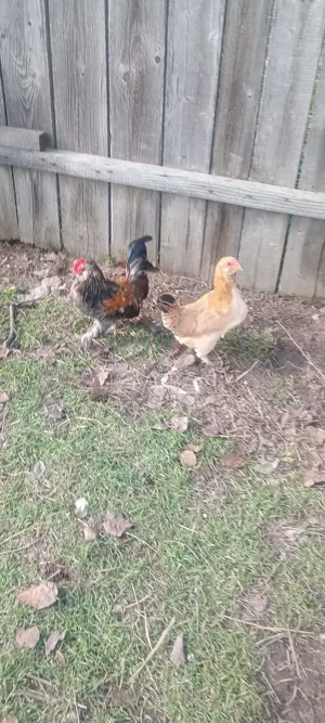 Pereche gaini pitice Barboasa de anvers - imagine 4 Pereche gaini pitice Barboasa de anvers - imagine 4