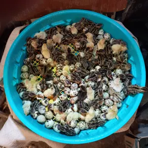 prepelite de vanzare - imagine 2 prepelite de vanzare - imagine 2