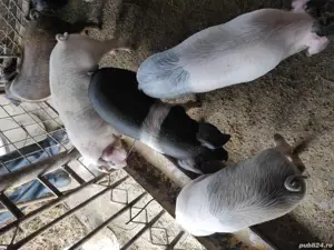 porci de vanzare  - imagine 4