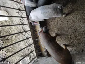 porci de vanzare  - imagine 5