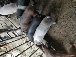 porci de vanzare  - imagine 2