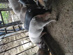 porci de vanzare 