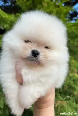 Pomeranian deosebit
