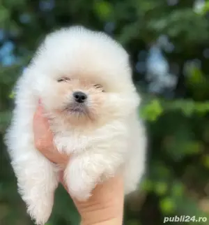 Pomeranian deosebit - imagine 2