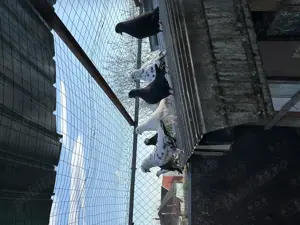 Vind porumbei mai multe rase - imagine 4