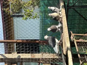 Vind porumbei mai multe rase - imagine 5